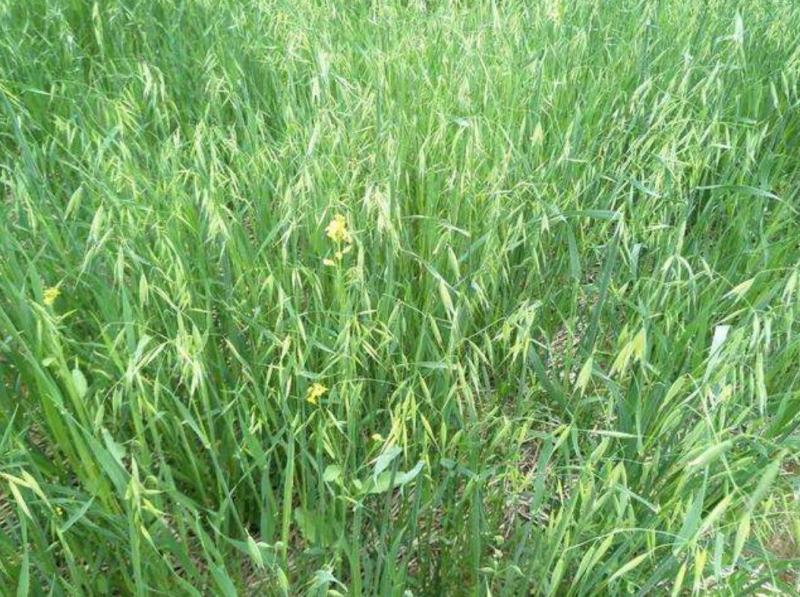 燕麦种子燕麦牧草种子饲料春秋季种植草籽产量高