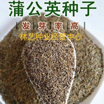 蒲公英的种子野生蒲公英种籽婆婆丁浦公英种子蒲公英种子