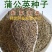 蒲公英的种子野生蒲公英种籽婆婆丁浦公英种子蒲公英种子