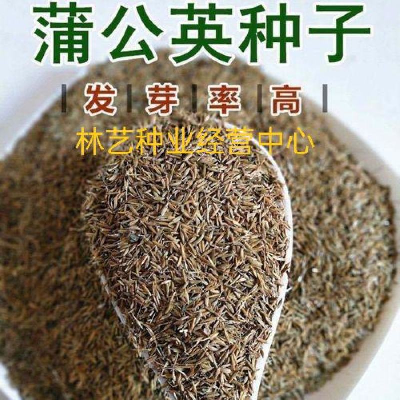 蒲公英的种子野生蒲公英种籽婆婆丁浦公英种子蒲公英种子