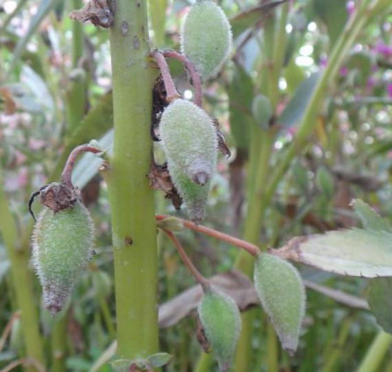 凤仙花种子指甲花种子花色多样露地阳台庭院盆栽多年生