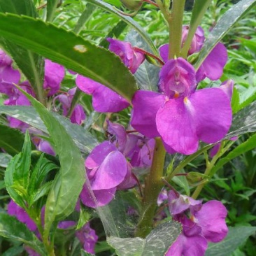 凤仙花种子指甲花种子花色多样露地阳台庭院盆栽多年生