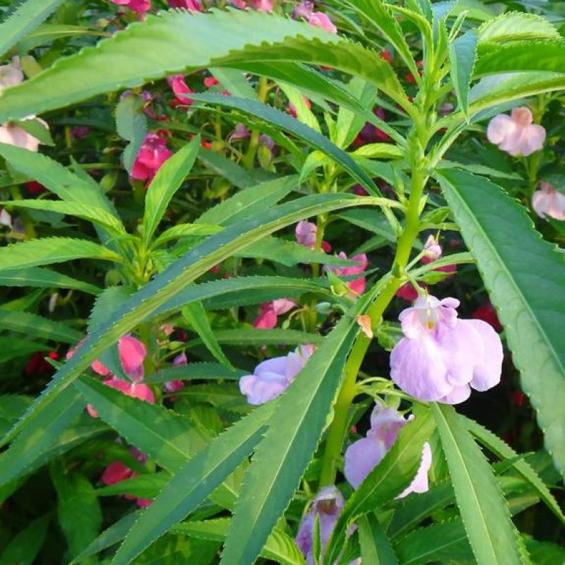 凤仙花种子指甲花种子花色多样露地阳台庭院盆栽多年生