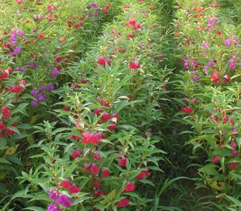 凤仙花种子指甲花种子花色多样露地阳台庭院盆栽多年生