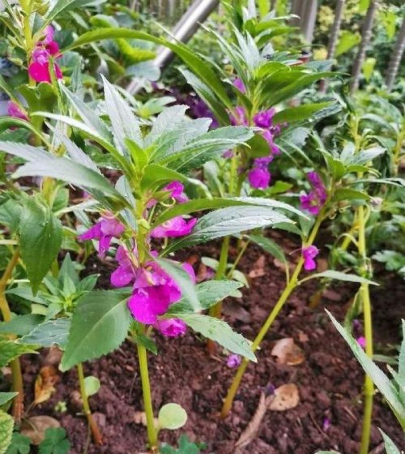 凤仙花种子指甲花种子花色多样露地阳台庭院盆栽多年生