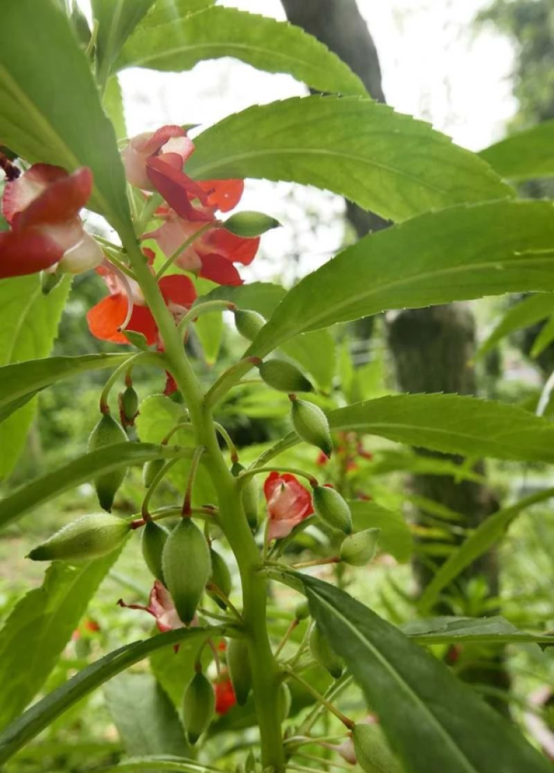 凤仙花种子指甲花种子花色多样露地阳台庭院盆栽多年生