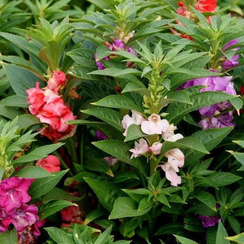 凤仙花种子指甲花种子花色多样露地阳台庭院盆栽多年生