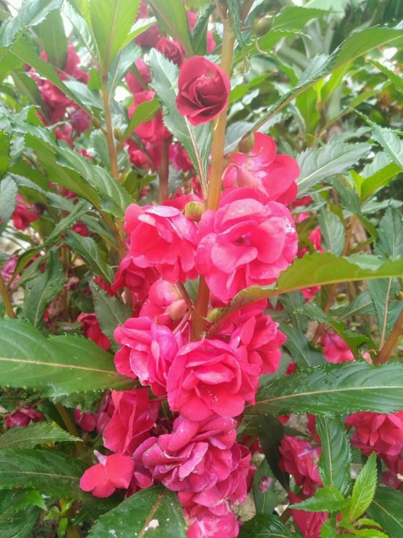 凤仙花种子指甲花种子花色多样露地阳台庭院盆栽多年生