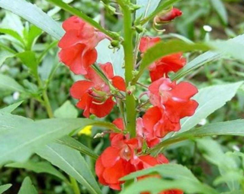 凤仙花种子指甲花种子花色多样露地阳台庭院盆栽多年生