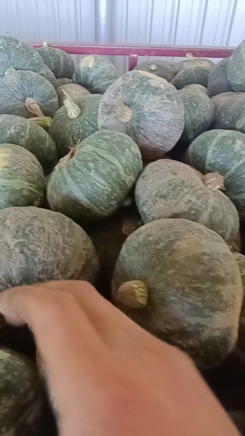 靖边县板栗南瓜