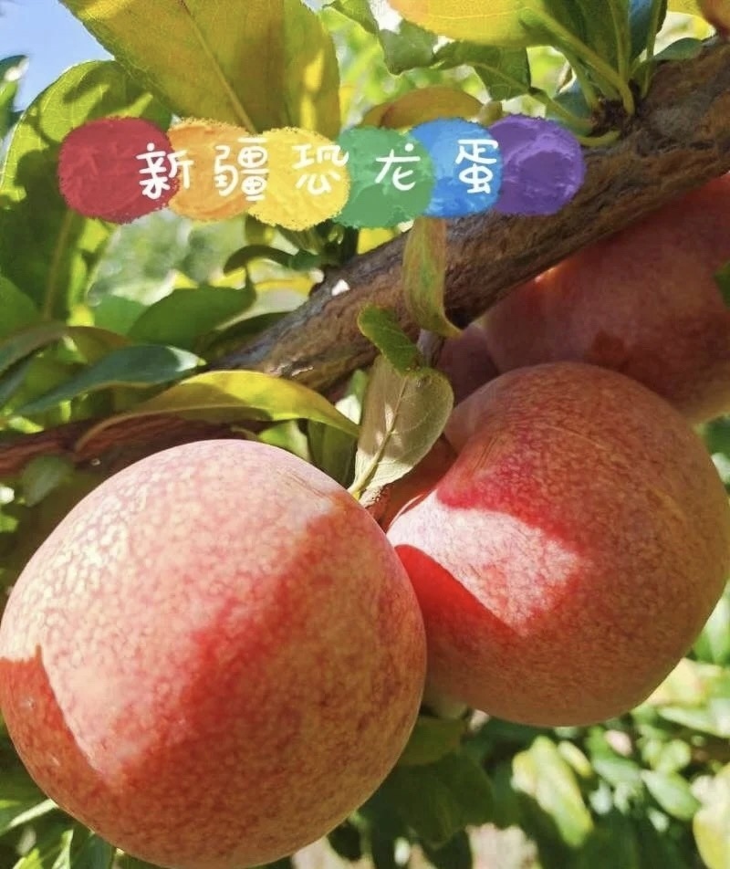 新疆恐龙蛋味蒂杏李，支持产地一件代发，顺丰空运