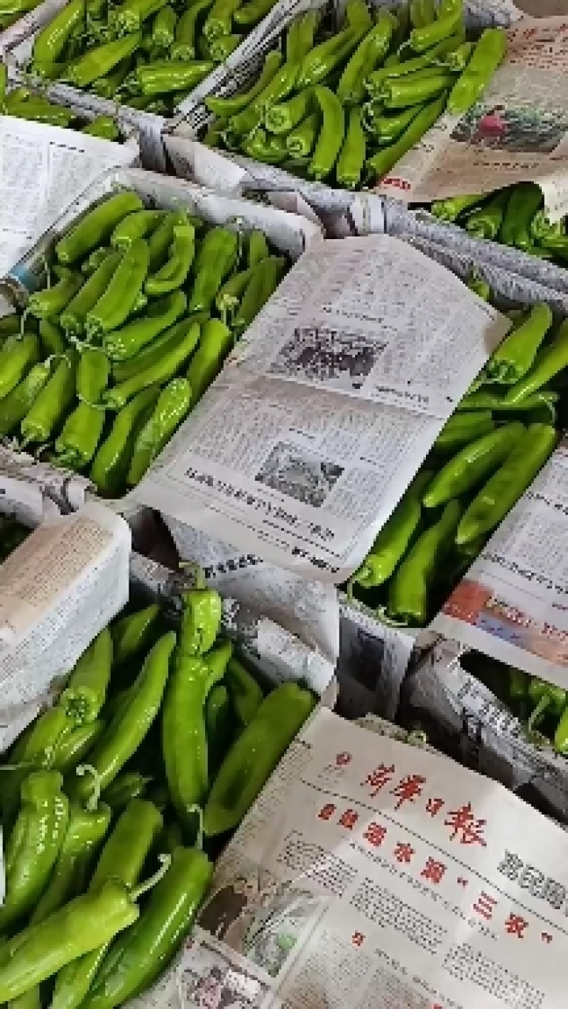 靖边县尖椒
