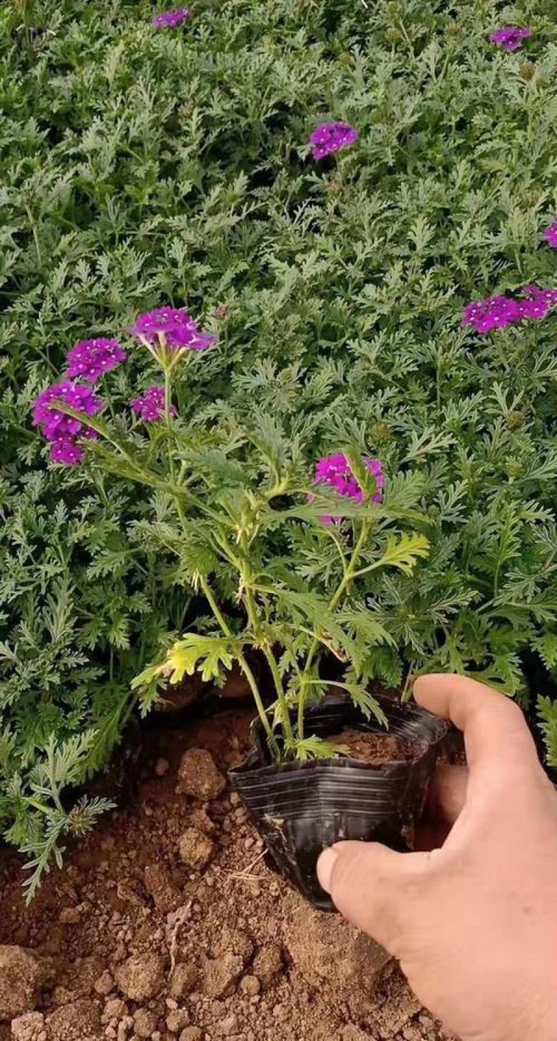 美女樱种子多年生红色观赏花卉阳台盆栽庭院绿植春夏易活垂吊