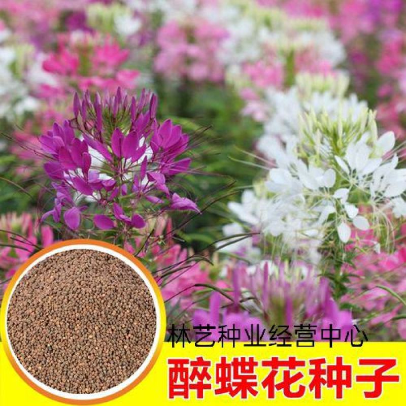 醉蝶花种子四季阳台盆栽种植园林易活庭院蜜源凤蝶草花卉