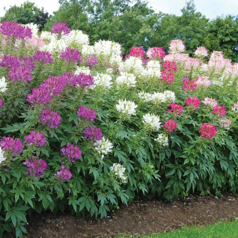 醉蝶花种子四季阳台盆栽种植园林易活庭院蜜源凤蝶草花卉