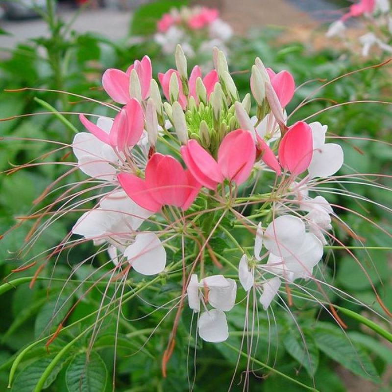 醉蝶花种子四季阳台盆栽种植园林易活庭院蜜源凤蝶草花卉