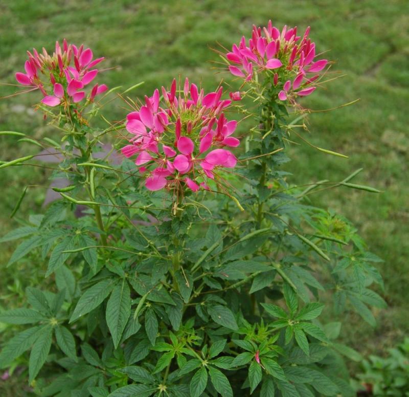 醉蝶花种子四季阳台盆栽种植园林易活庭院蜜源凤蝶草花卉