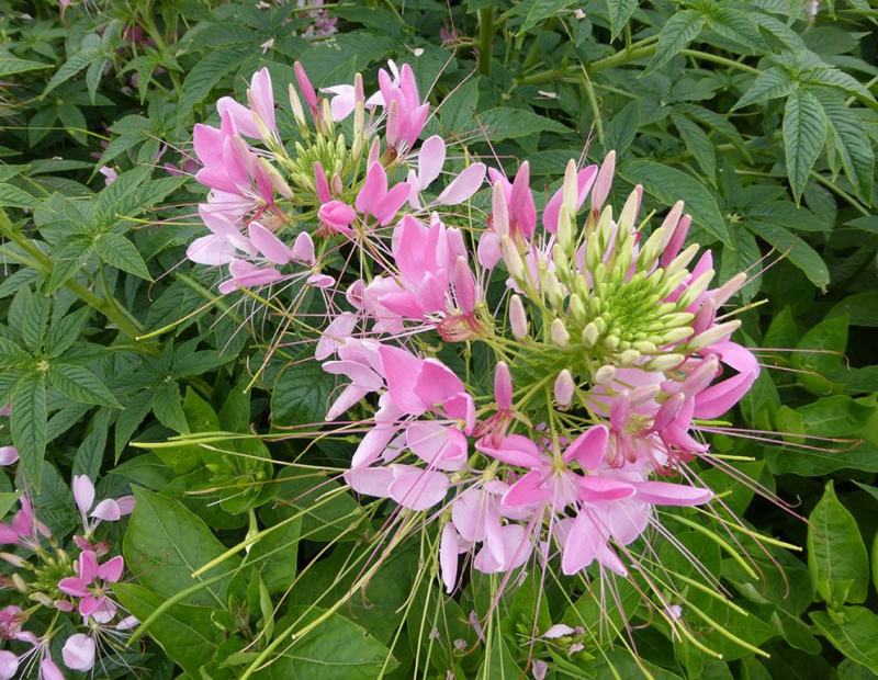 醉蝶花种子四季阳台盆栽种植园林易活庭院蜜源凤蝶草花卉