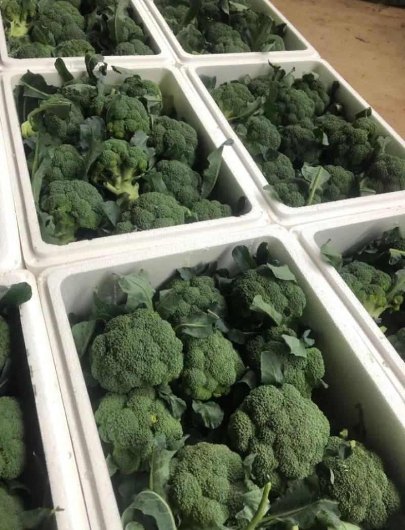 西兰花苗，优质高产，品种品质保证，量大从优