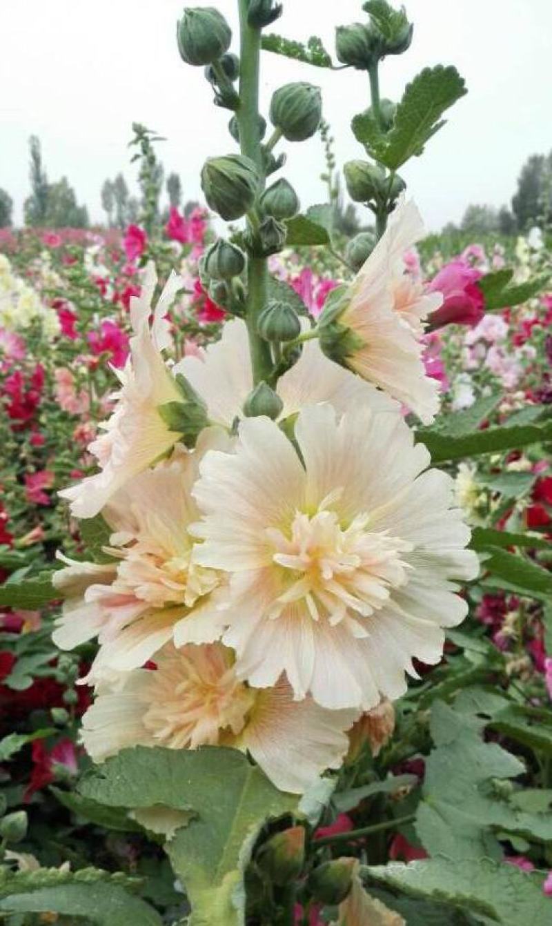 蜀葵花种子