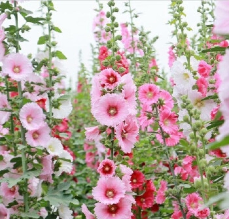 蜀葵花种子
