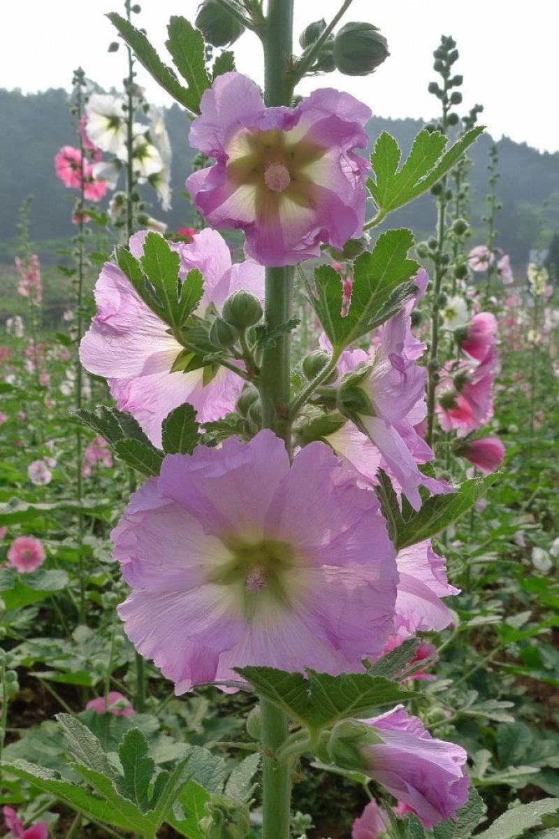 蜀葵花种子