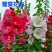 蜀葵花种子