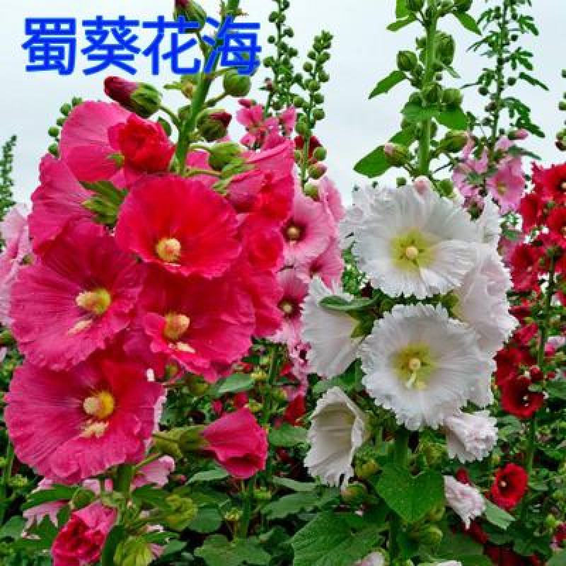 蜀葵花种子
