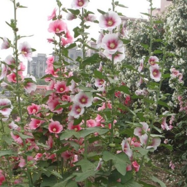 蜀葵花种子