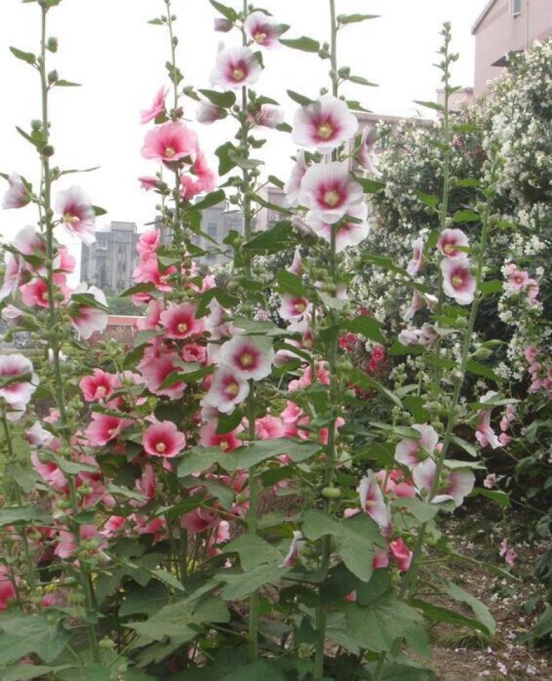 蜀葵花种子