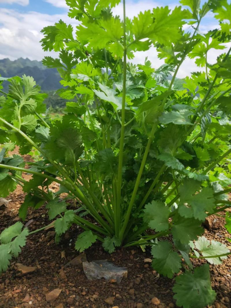 大叶香菜