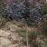 红栌美国红栌1-----8公分各种规格大小苗基地一手货
