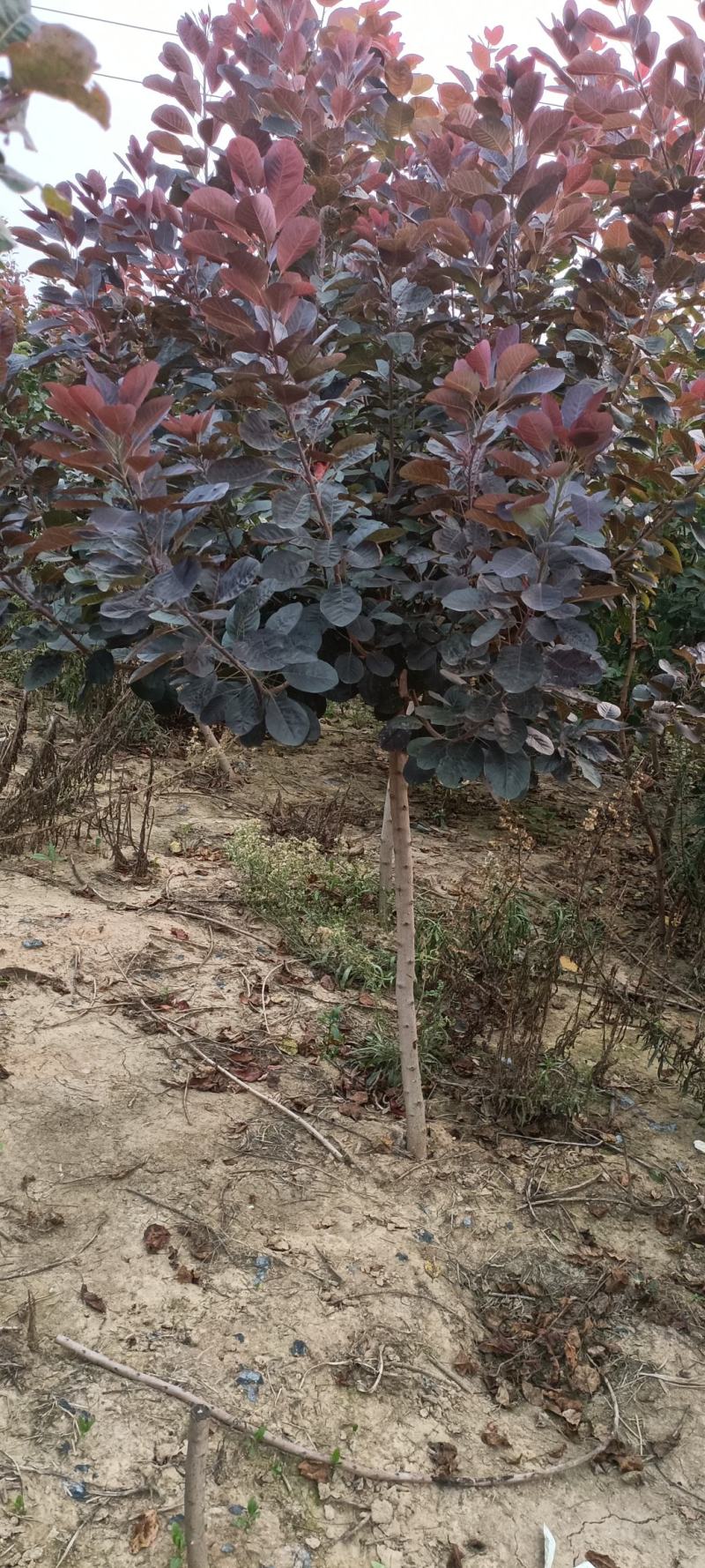 红栌美国红栌1-----8公分各种规格大小苗基地一手货