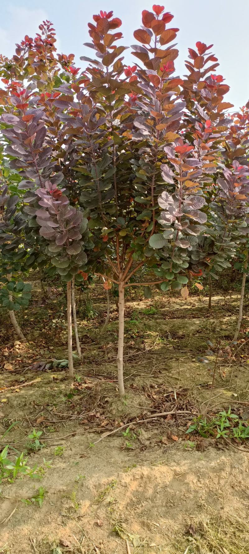 红栌美国红栌1-----8公分各种规格大小苗基地一手货