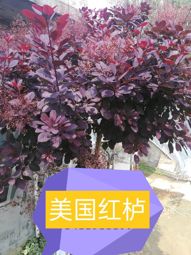 红栌美国红栌1-----8公分各种规格大小苗基地一手货