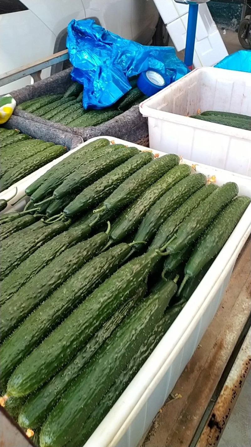 密刺黄瓜，短把，密刺，绿肉油亮型黄瓜，货源充足，质量保证
