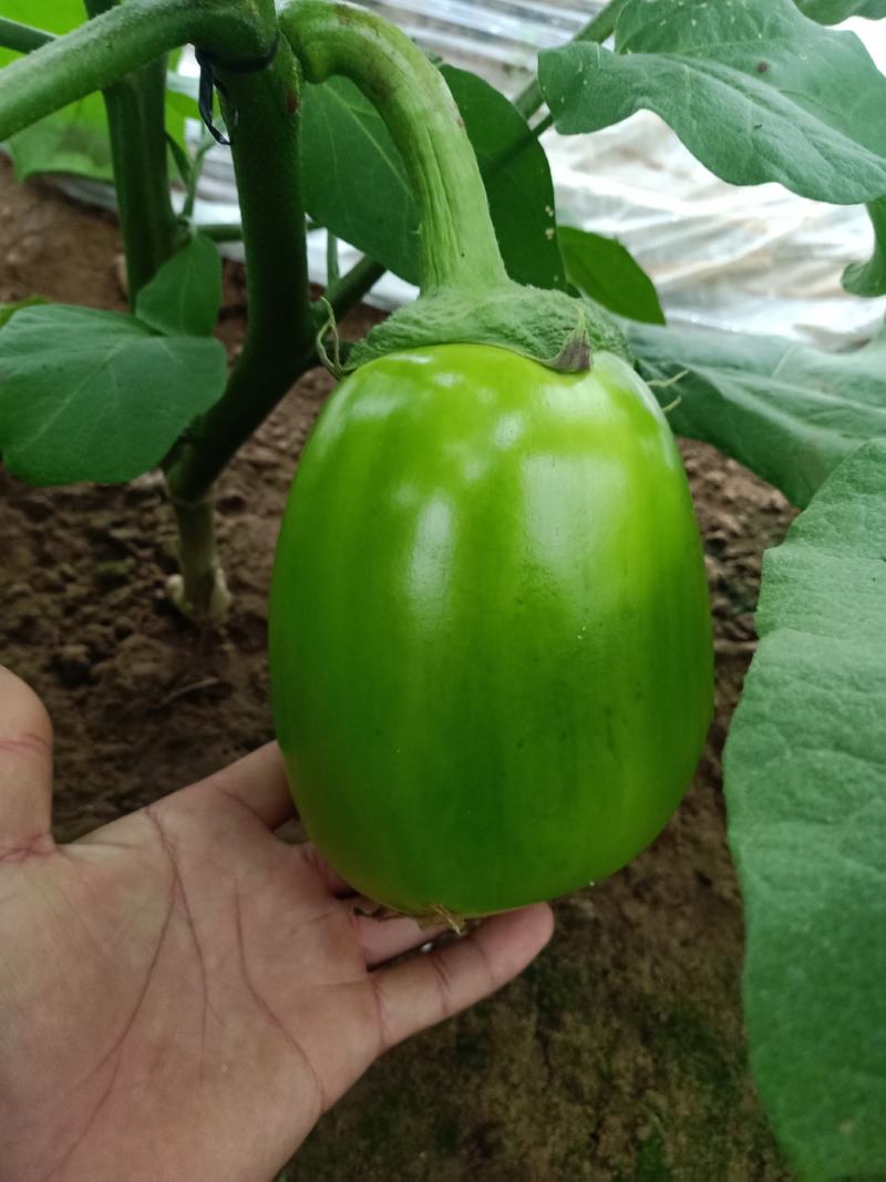 青茄子大量上市