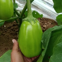 青茄子大量上市