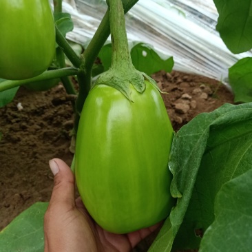 青茄子大量上市