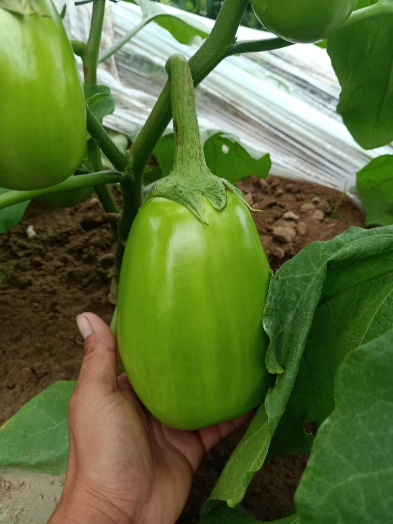 青茄子大量上市