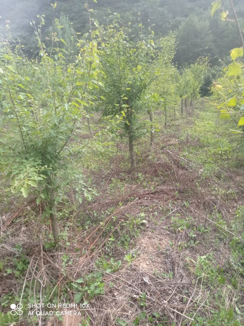精品工程专用茶条槭