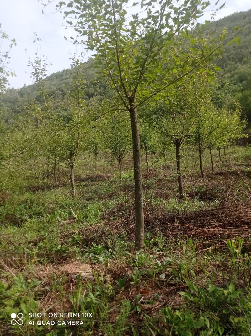 精品工程专用茶条槭