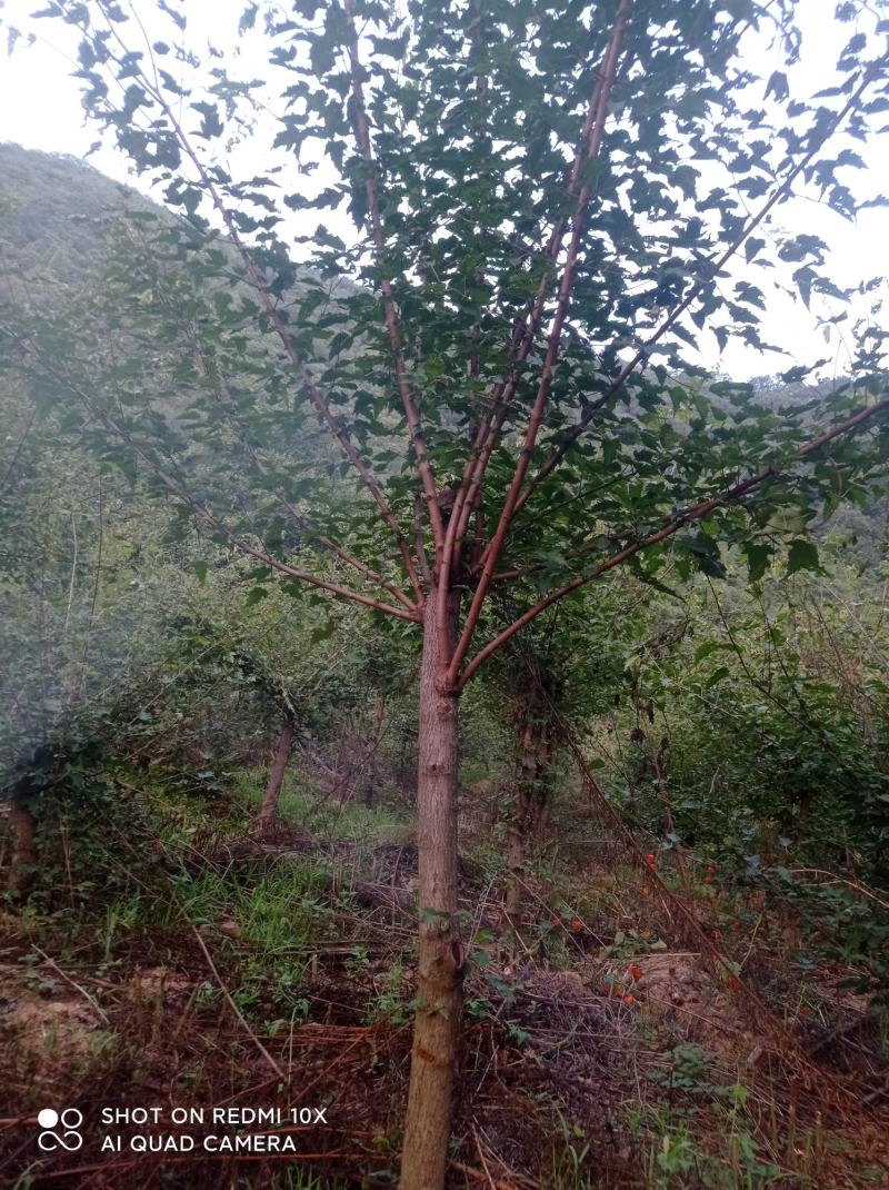 精品工程专用茶条槭