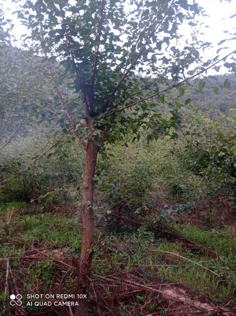 精品工程专用茶条槭