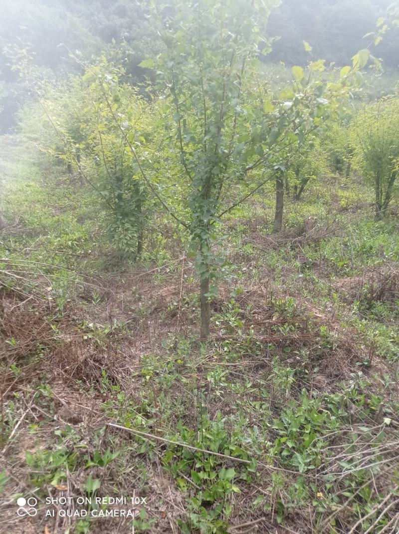 精品工程专用茶条槭