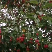 大量出售龙峰，123小苹果，红太平，紫太平，龙冠，