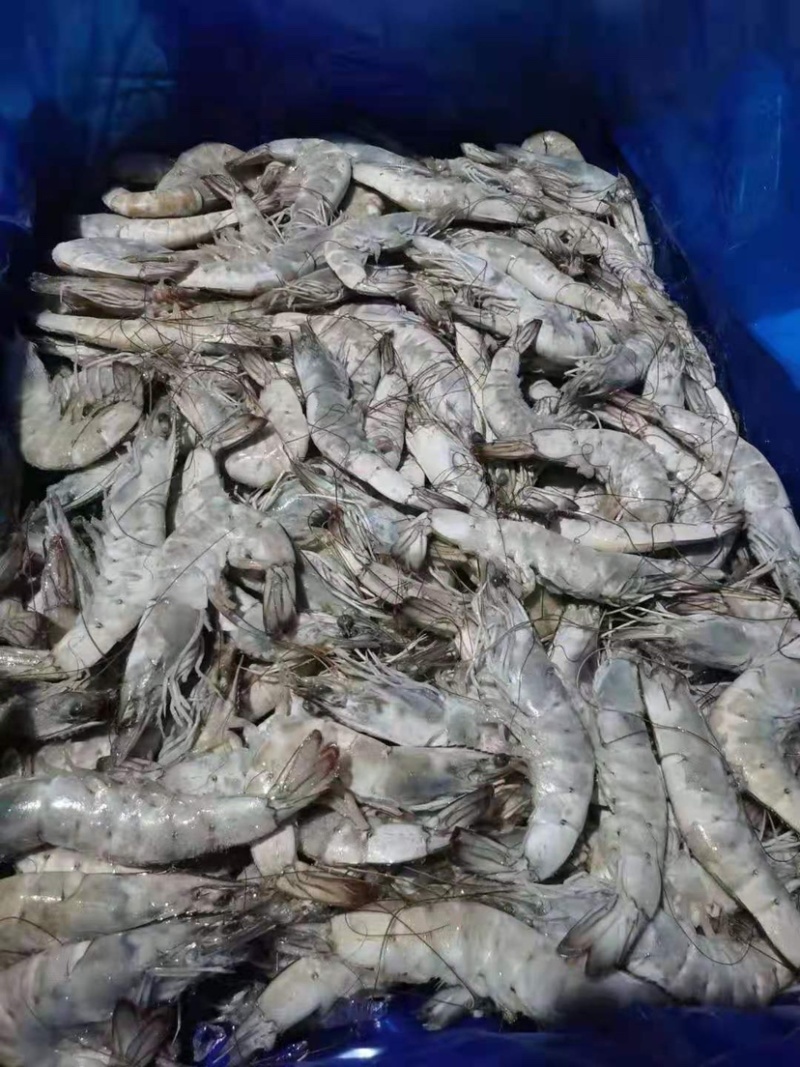 大虾，国产大虾，进口大虾
