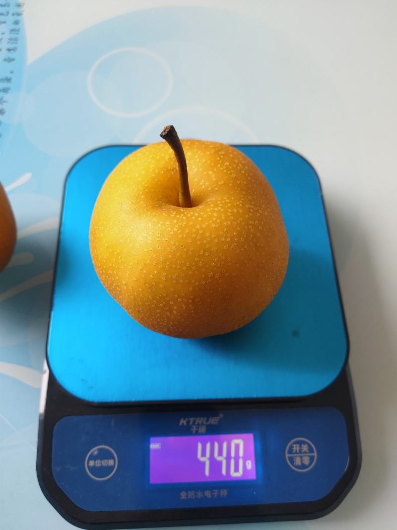 新华梨苗口感好，品质堪比秋月，耐储藏。包邮