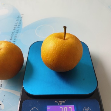 新华梨苗口感好，品质堪比秋月，耐储藏。包邮