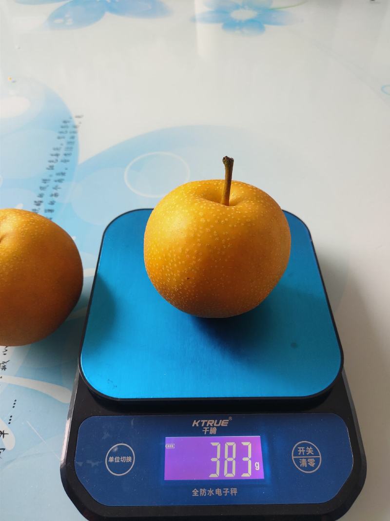 新华梨苗口感好，品质堪比秋月，耐储藏。包邮